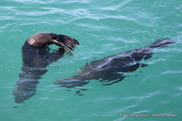 Cape Fur Seal, South Africa